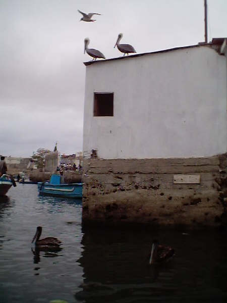 10 Pelikanen Salinas