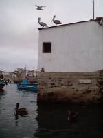 10 Pelikanen Salinas