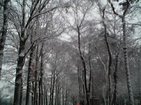 07 Besneeuwde bomen Arnhem