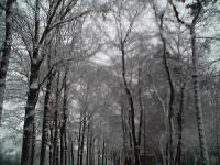 07 Besneeuwde bomen Arnhem